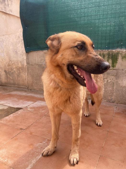 Kimba