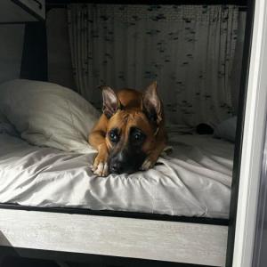 Luna II