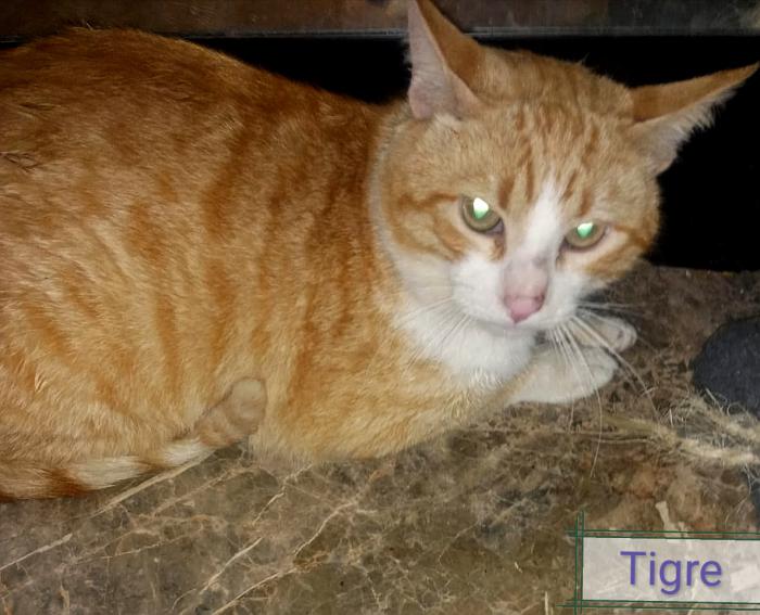 TIGRE