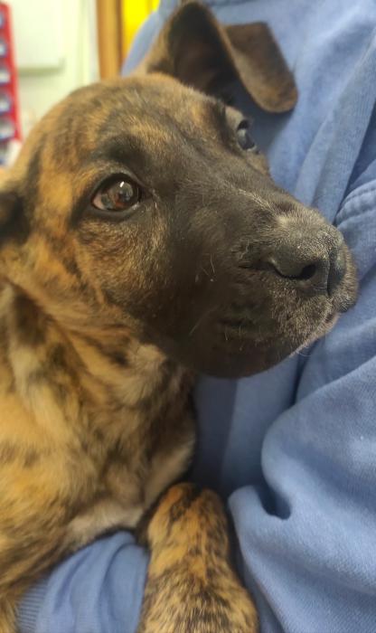 Cachorros en adopción 
