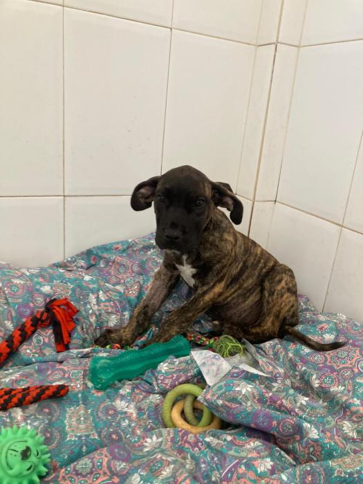 Cachorros en adopción 