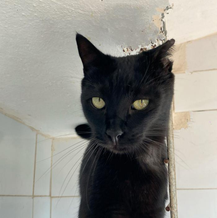 Mily (negra)  