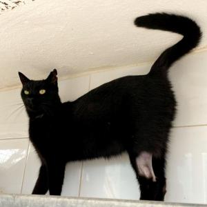 Mily (negra)  