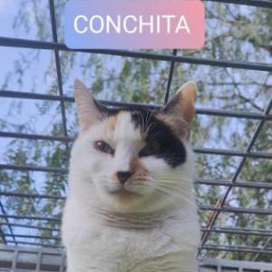 Conchita 