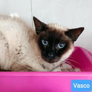Vasco 