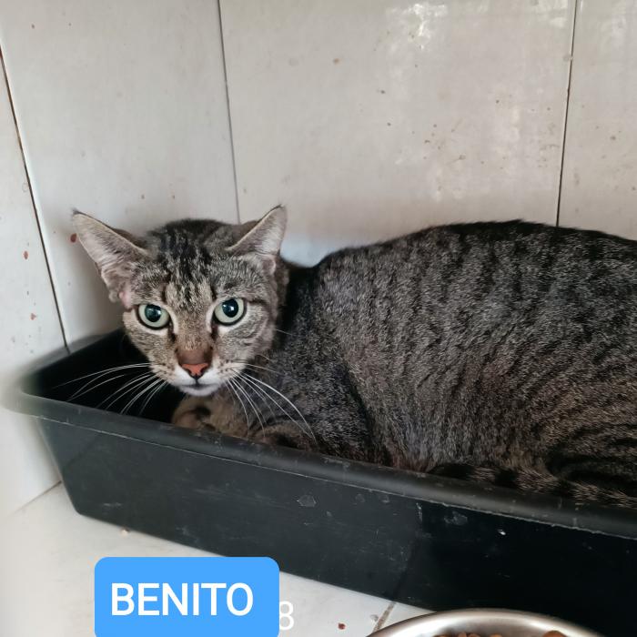 Benito 