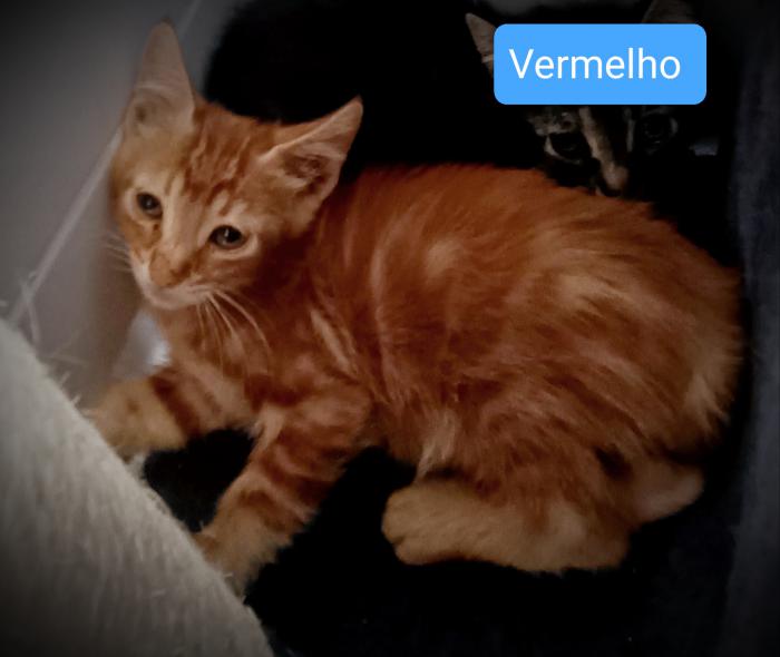 Vermelho 