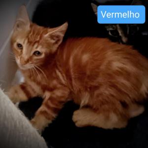 Vermelho 