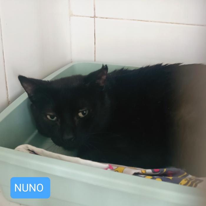 Nuno