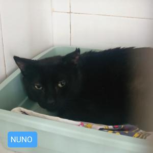 Nuno