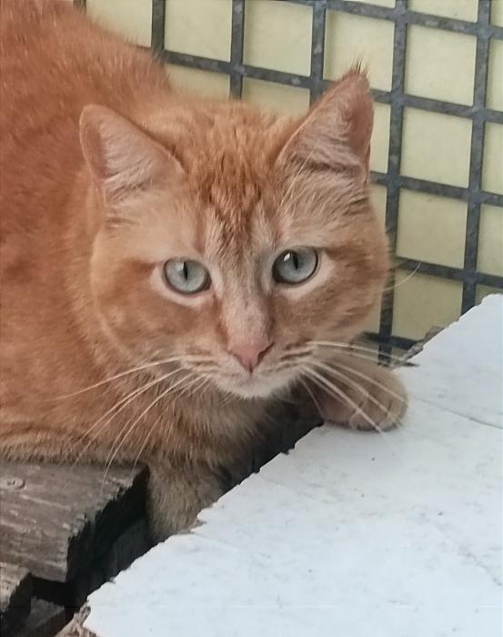 Nala