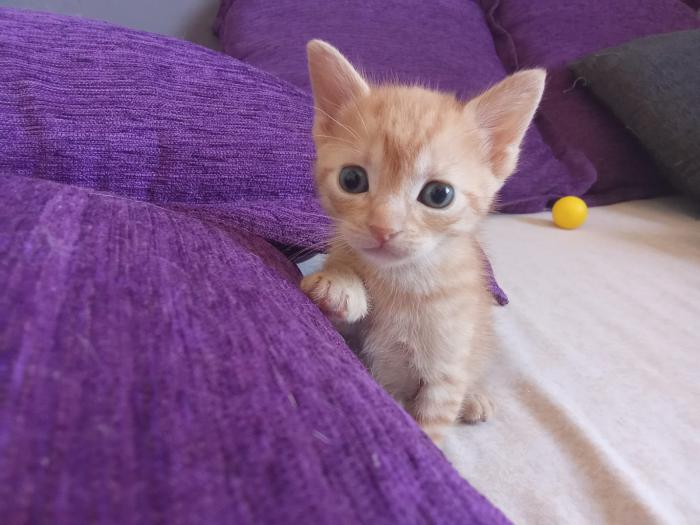 Milo 