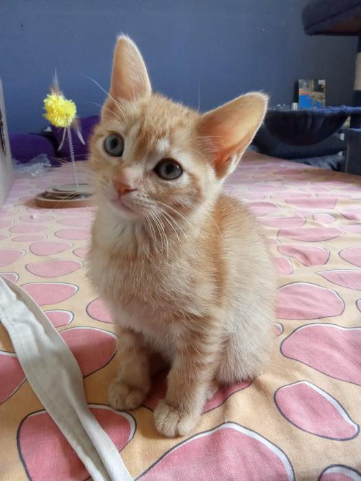 Milo 
