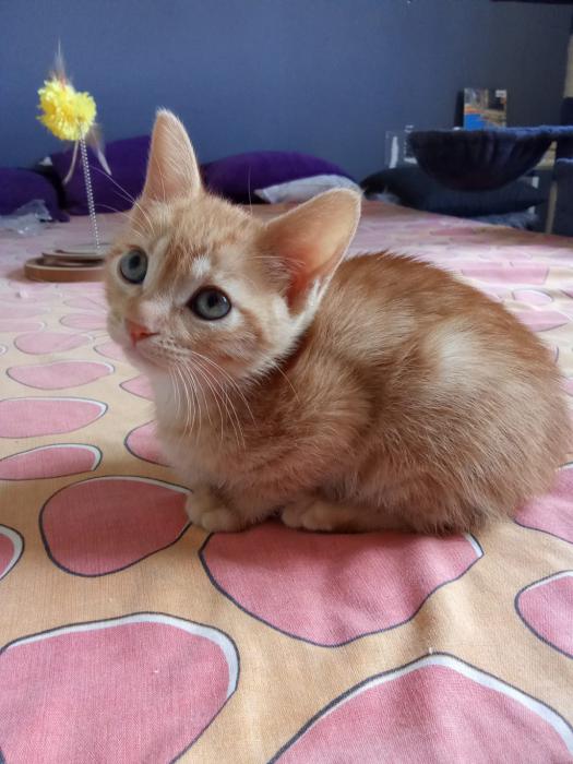 Milo 