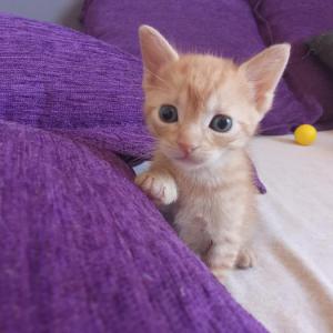 Milo 