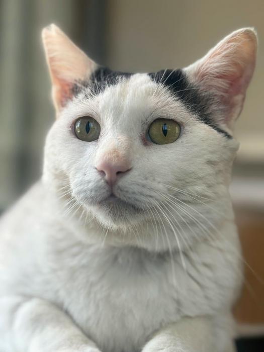 Haku