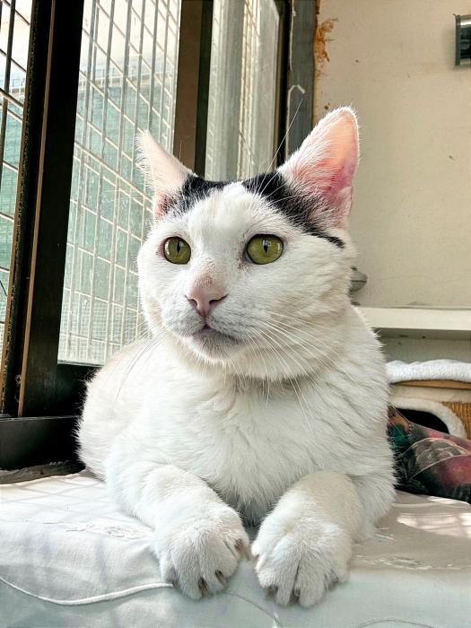 Haku