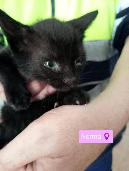 Norma Norma