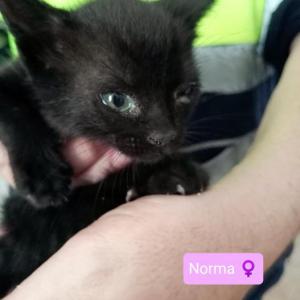 Norma