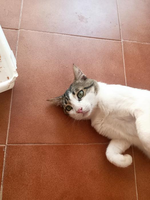 Michi 