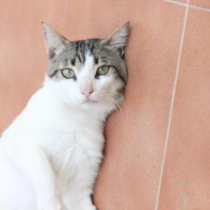 Michi 