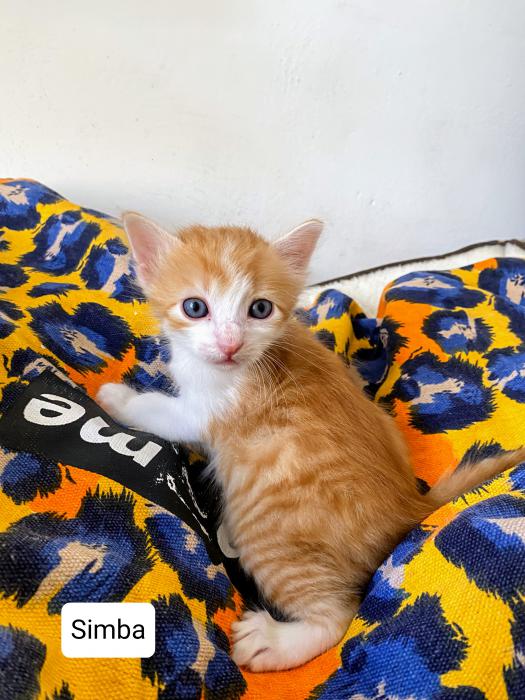 Simba