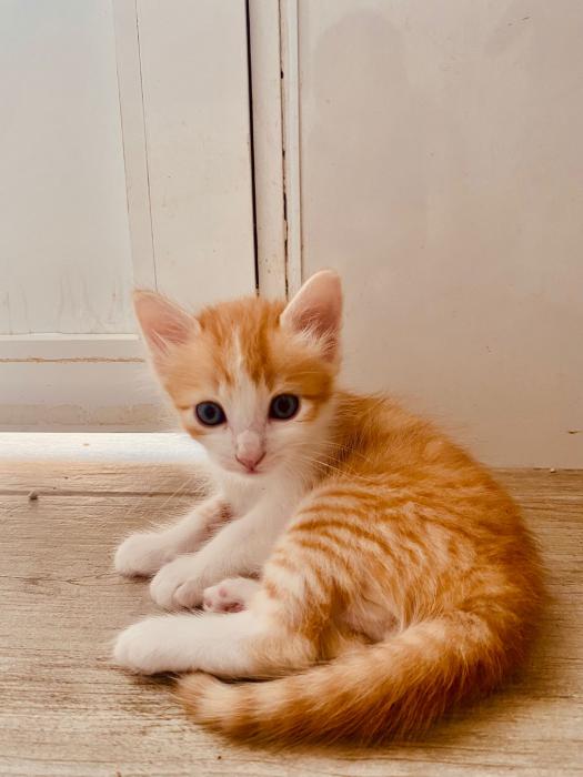 Simba