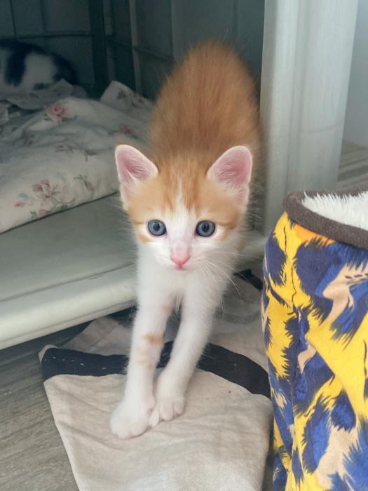 Simba Simba