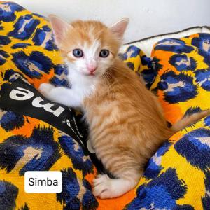 Simba