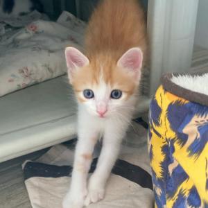 Simba