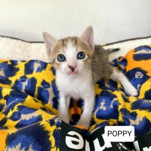 Poppy 