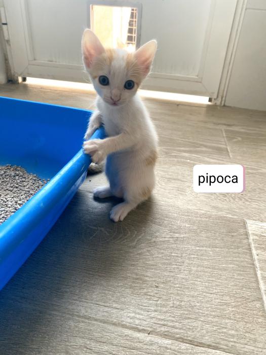 Pipoca