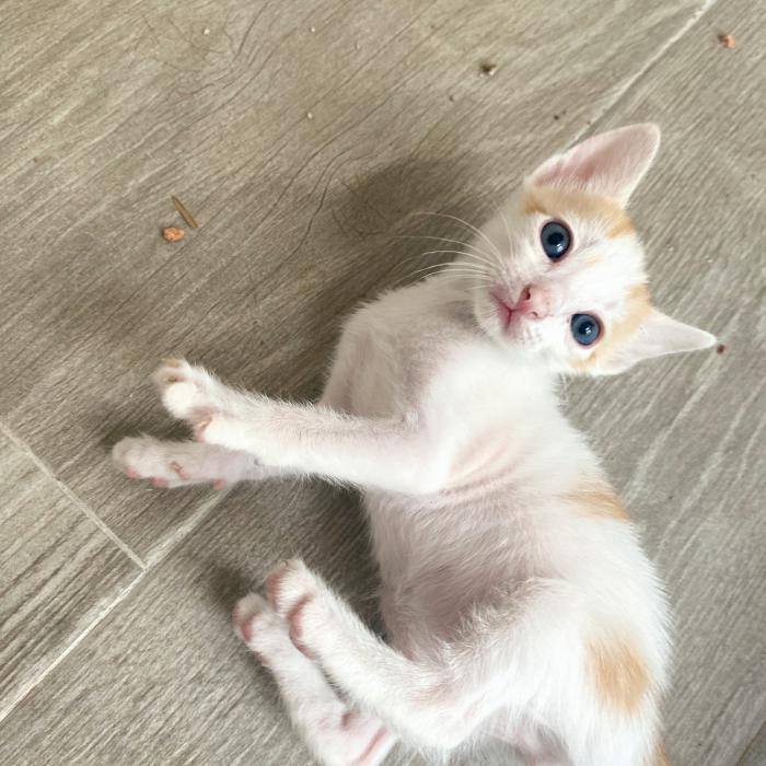Pipoca
