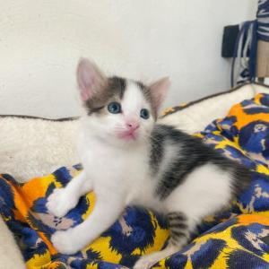 Manchitas