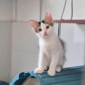 Manchitas
