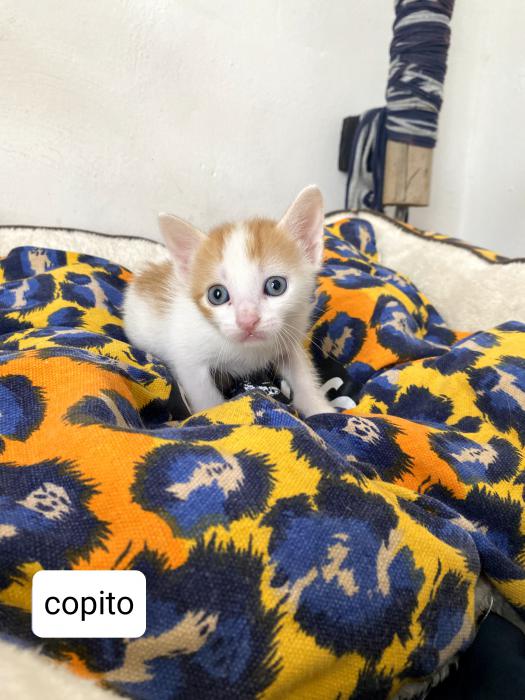 Copito