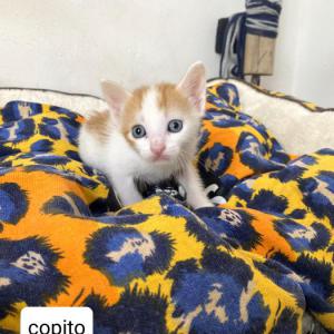Copito