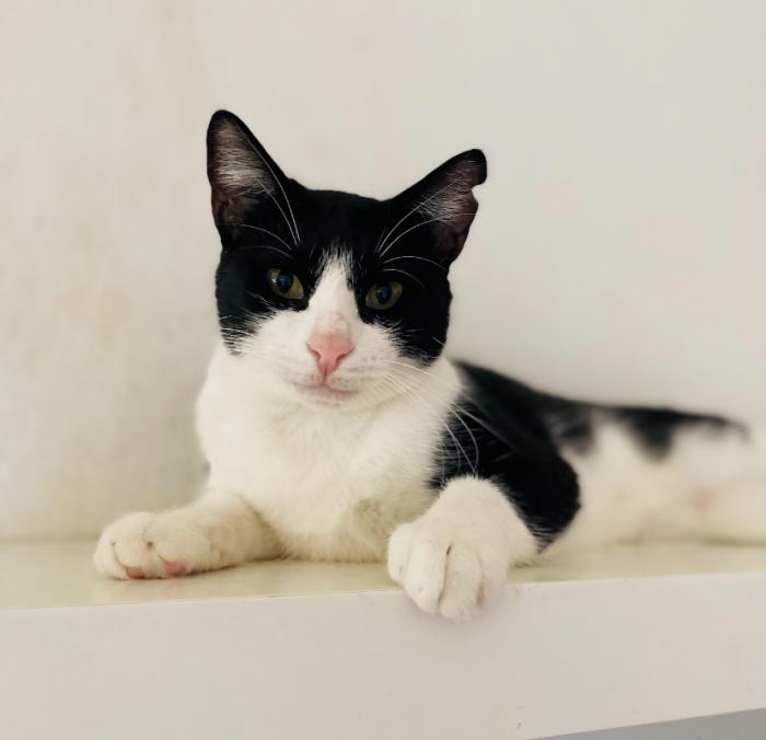 Tiramisú 