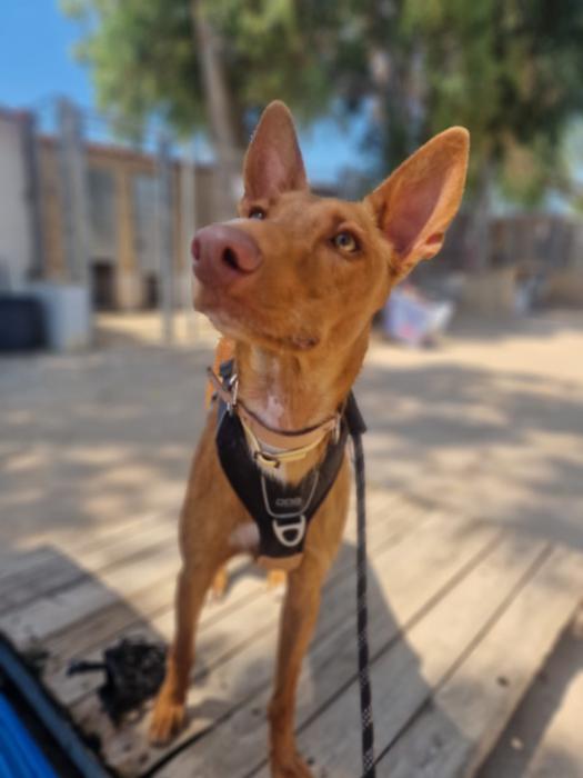 Luka