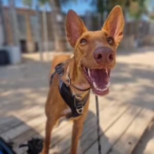 Luka