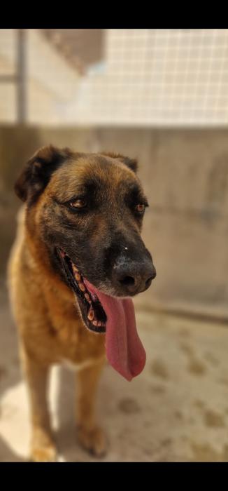 Scooby 