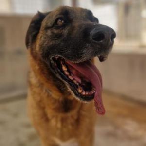 Scooby 