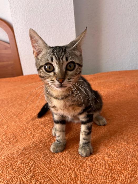 Neko