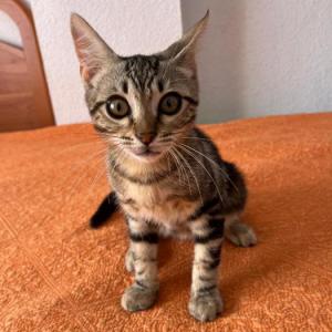 Neko
