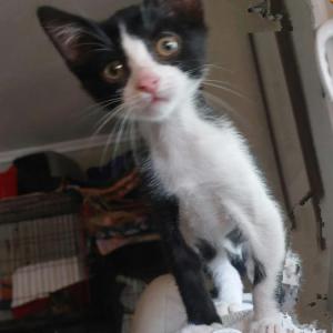 Tom