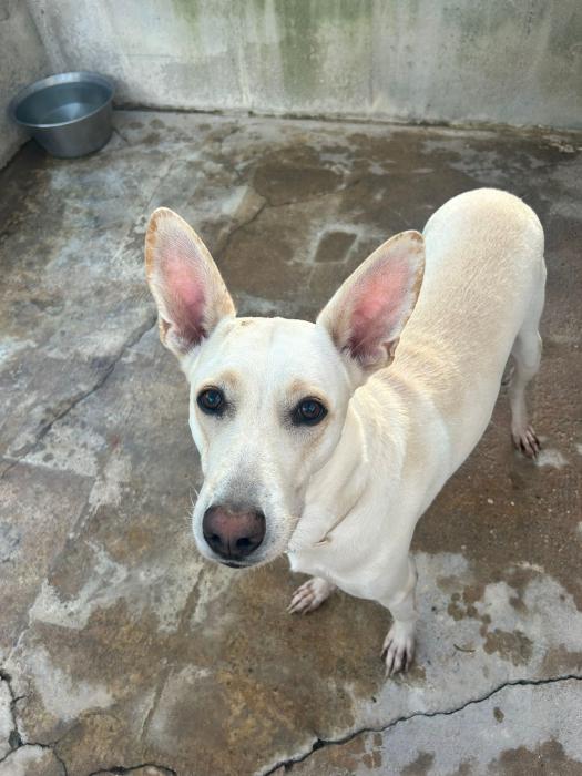Nika