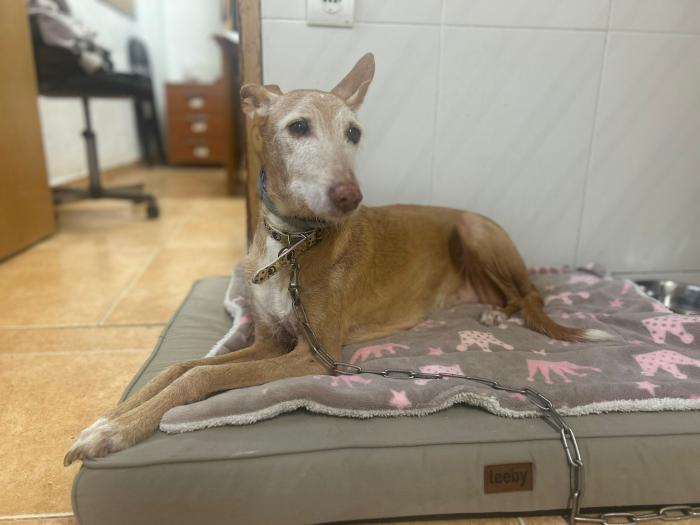 Charlie Brown  Charlie Brown