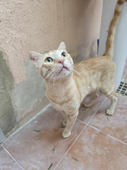 Garfield 
