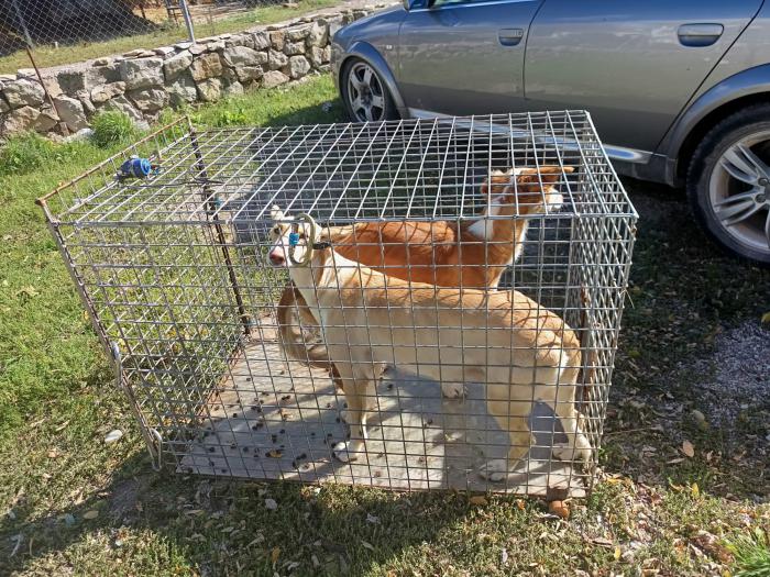 Mokka