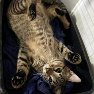Pi�a 